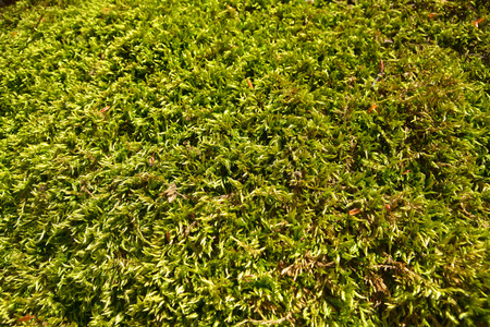 texture of a green moss surfaceの写真素材