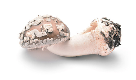 amanita rubescens mushroom  の写真素材