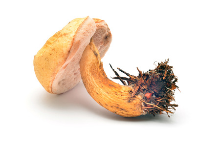 tylopilus felleus mushroom の写真素材