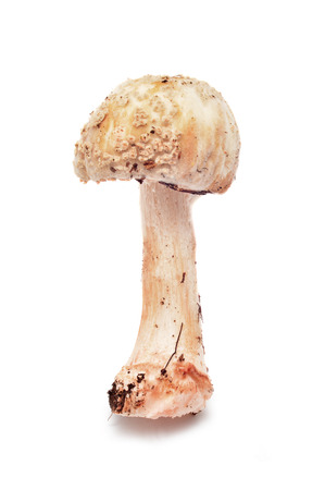 amanita rubescens mushroom の写真素材