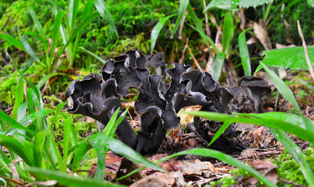 craterellus cinereus mushroom  の写真素材