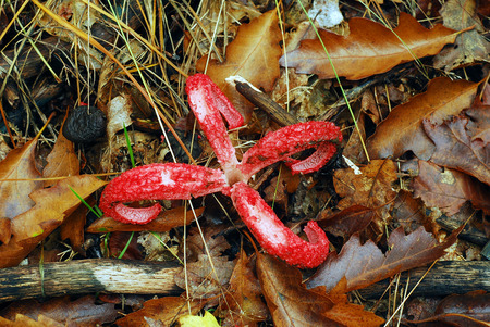 calthrus archeri, octopus stinkhorn mushroom  の写真素材