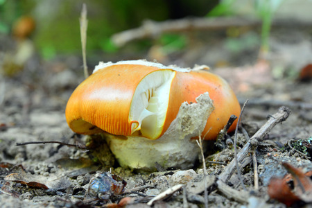 amanita caesarea mushroom 