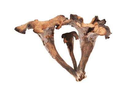 craterellus cornucopioides mushroom isolated on whiteの写真素材