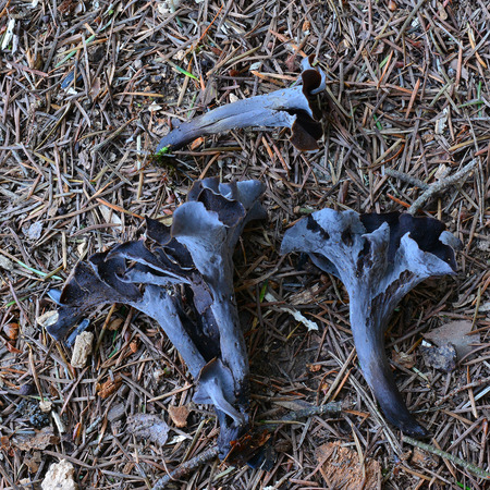 craterellus cornucopioides mushrooms  の写真素材