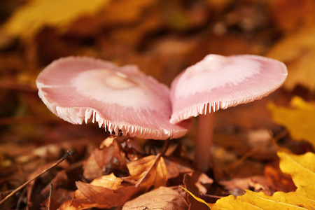 mycena pura mushroomsの写真素材