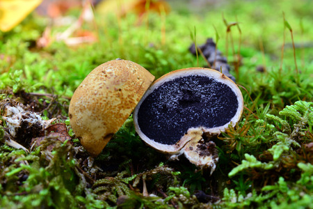 scleroderma citrinum mushroomの写真素材