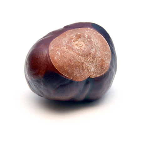 chestnut