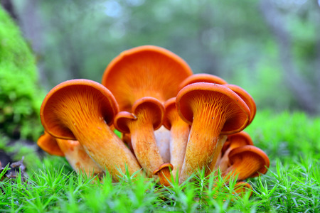 omphalotus olearius mushroomsの写真素材