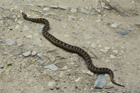 vipera ammodytes snakeの写真素材