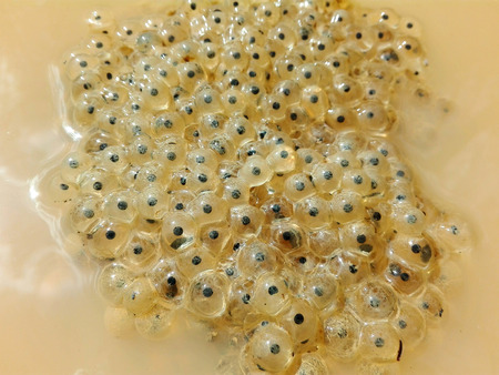 close-up shot of some frog eggs