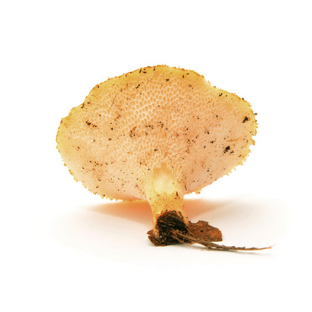 polyporus alveolaris mushroomの写真素材