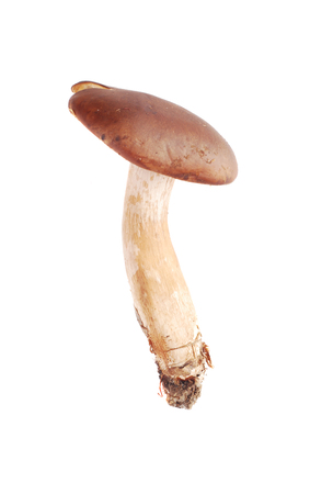 tricholoma ustaloides mushroomの写真素材