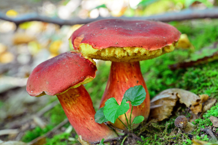 xerocomus dryophilus mushroomsの写真素材