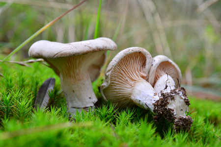 clitopilus prunulus mushroomの写真素材