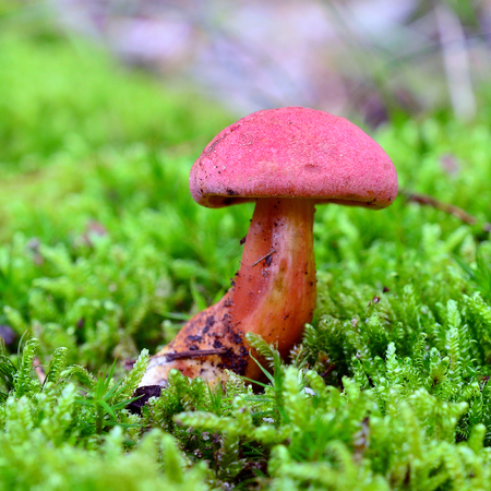 hortiboletus rubellus mushroom, formerly known as boletus rubellus