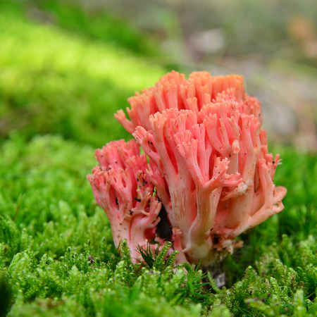 Ramaria botrytis mushroomの写真素材