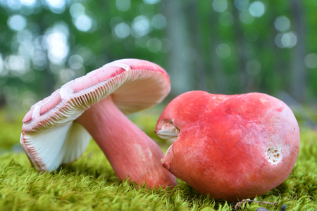red russula mushroomsの写真素材