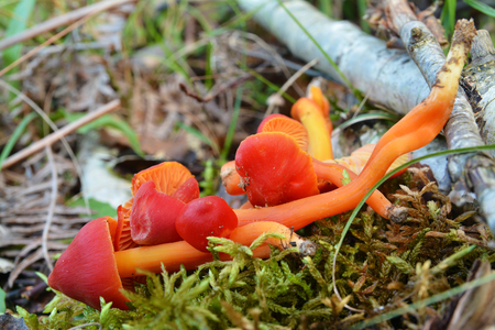 hygrocybe conica mushroomの写真素材
