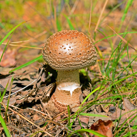 amanita rubescens mushroomの写真素材