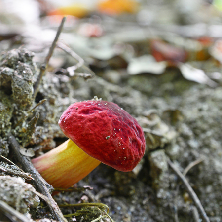 hortiboletus rubellus mushroomの写真素材