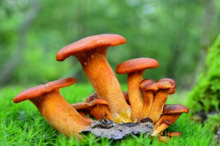 omphalotus olearius mushroomの写真素材