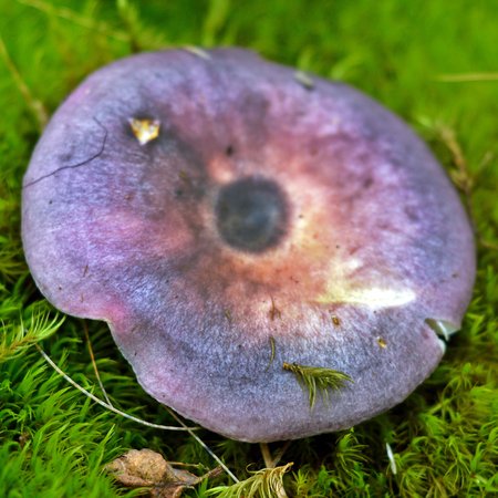 russula cyanoxantha mushroomの写真素材