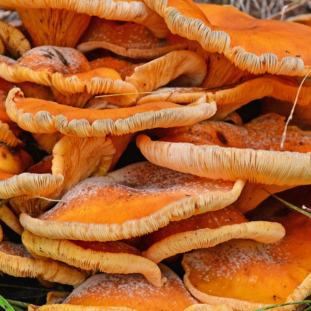 omphalotus illudens mushroomの写真素材