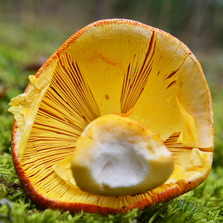 gills of an amanita caesarea mushroomの写真素材