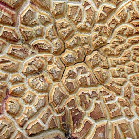 abstract mushroomの写真素材