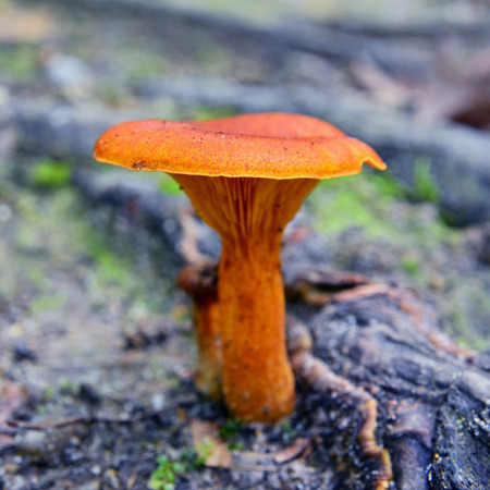 toxic omphalotus olearius mushroomの写真素材