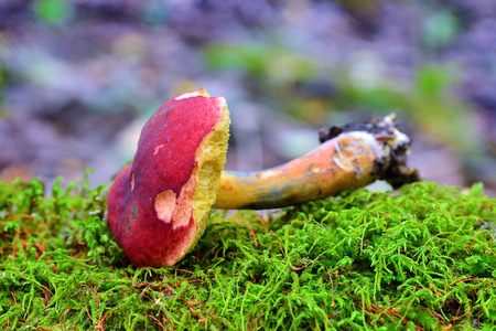 hortiboletus rubellus mushroomの写真素材