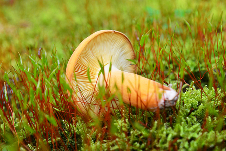 edible lactarius volemus mushroomの写真素材