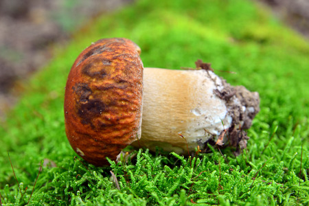 boletus reticulatus mushroomの写真素材