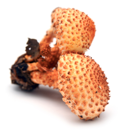 pholiota squarrosa mushroomの写真素材