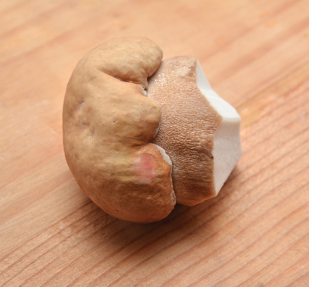 edible boleteの写真素材