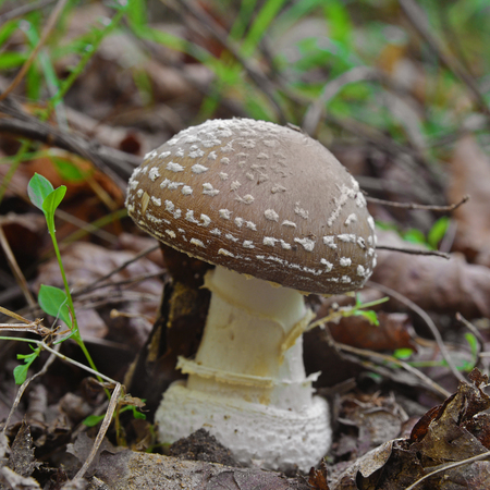 amanita pantherina mushroomの写真素材