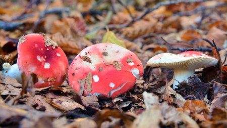 russula nobilis mushroom close upの写真素材