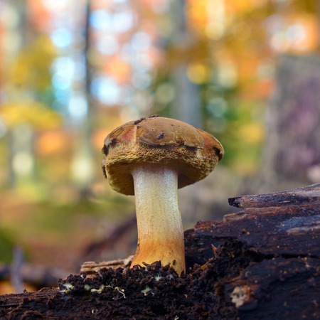 imleria badia mushroom, also known as the bay bolete