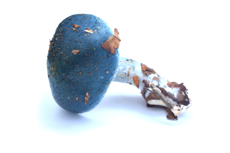 stropharia caerulea mushroom, blue roundheadの写真素材