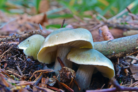 Tricholoma saponaceum mushroom, known as the soap-scented toadstool, soapy knight or soap tricholomaの写真素材