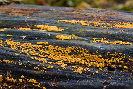 bisporella citrina fungus, known as the lemon disco and yellow fairy cupの写真素材