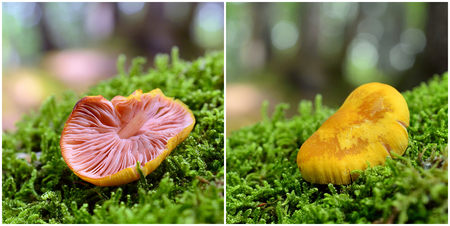 entoloma pleopodium mushroom, aromatic pinkgillの写真素材