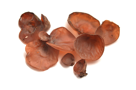 auricularia auricula-judae mushroom, known as the Jew's ear, wood ear, jelly earの写真素材