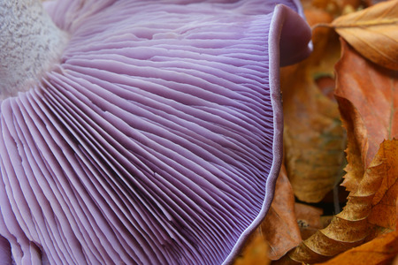 clitocybe nuda mushroom, closeup of the gillsの写真素材