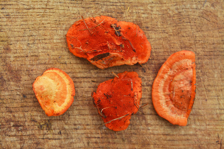 Pycnoporus cinnabarinus fungus or the cinnabar polyporeの写真素材