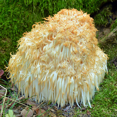 Hericium erinaceus fungus known as the lion's mane or bearded hedgehog mushroomの写真素材