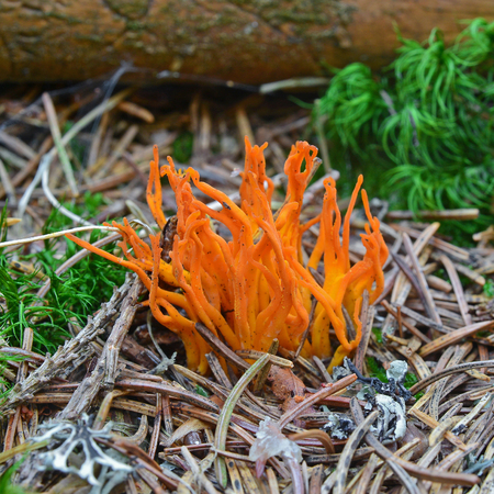Calocera viscosa jelly fungus, also known as the yellow stagshornの写真素材