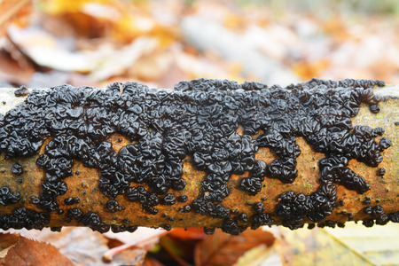 Exidia glandulosa jelly fungus, known as black witches' butter, black jelly roll, or warty jelly fungusの写真素材