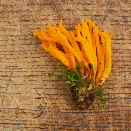 Calocera viscosa jelly fungus, also known as the yellow stagshornの写真素材